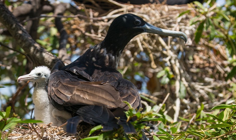 Santuario para las aves marinas en Panam