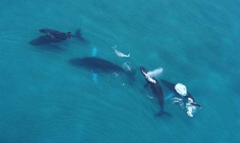 Pacfico Panameo recibe a las ballenas jorobadas