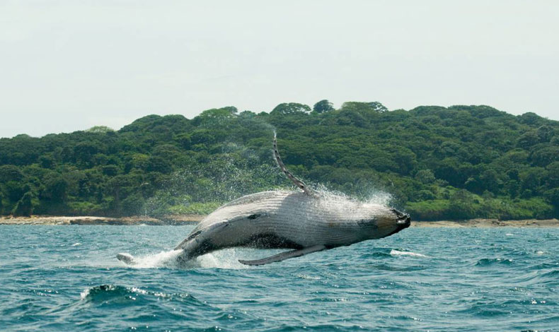 MarViva pide respetar a ballenas que acuden al litoral de Panam