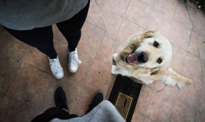 Es beneficioso para la salud tener una mascota?