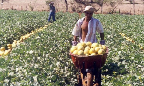 Fortalecern servicios fitozoosanitarios con el programa Panam Bioseguro