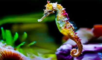 5 fascinantes datos sobre los caballitos de mar