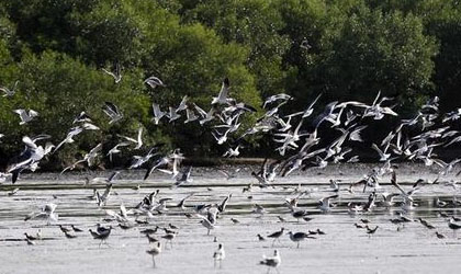 Panam reafirma posicin contra el cambio climtico