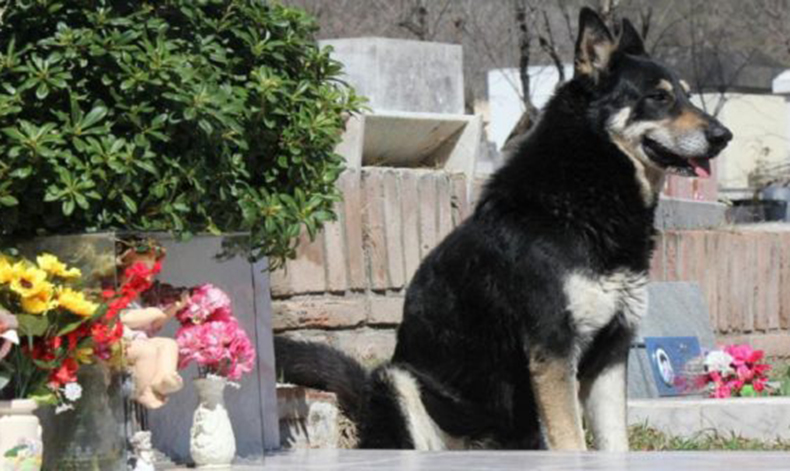 Este perro ha pasado los ltimos 10 aos junto a la tumba de su dueo