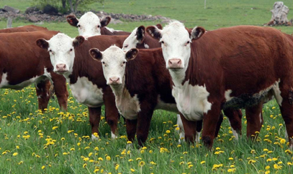 Taiwn ocupa el primer lugar de los pases importadores de carne vacuna de Panam