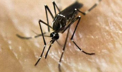 Se han reportado 92 casos de zika durante este ao