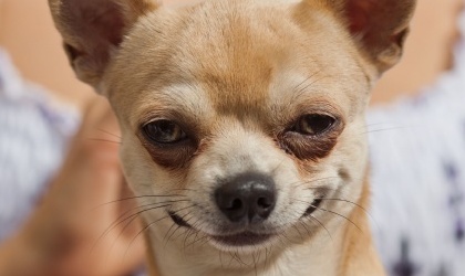 iPhone 5S reconoce patas de perros y gatos como huella de desbloqueo