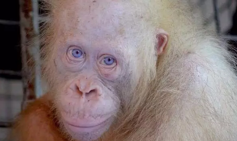 El nico primate blanco en todo el mundo