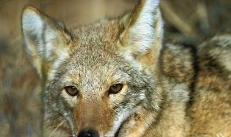 Fundacin Yaguar Panam determin fisonoma del coyote