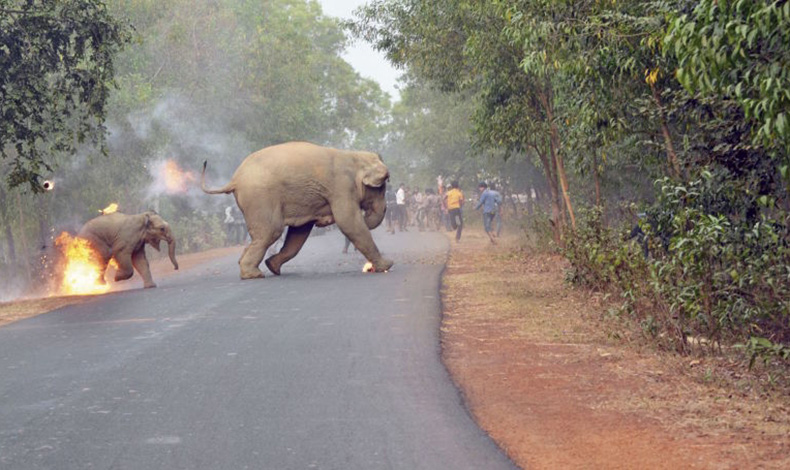Esta foto describe cmo viven los animales en la India
