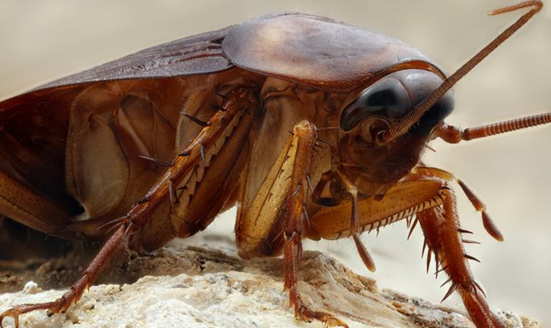 Encuentran cucaracha viva en el crneo de una mujer