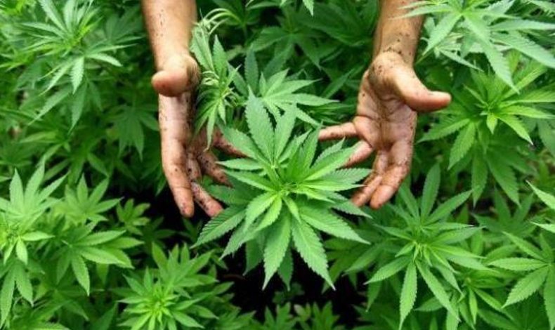 Conoces estos datos sobre la marihuana?