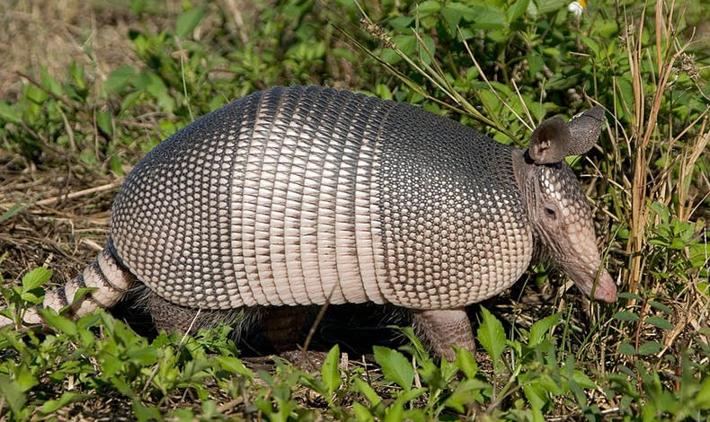 Intent disparar a un armadillo y a bala termin en su quijada