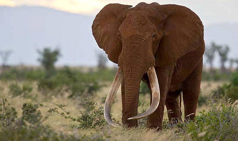 Gigantes del frica en peligro de extincin