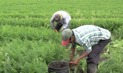 Apelan para que se trabaje en soluciones a los problemas del sector agropecuario