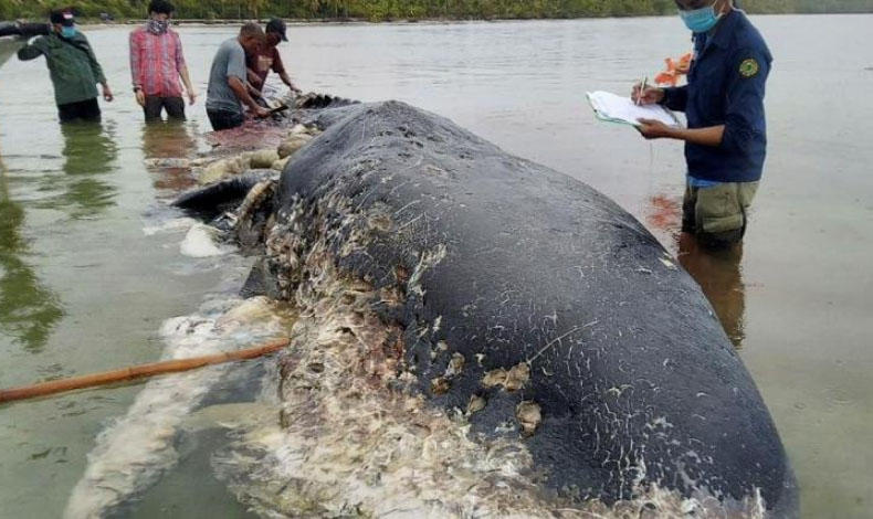 Encuentra una ballena muerta con 6 kilos de plstico en el estmago en Indonesia