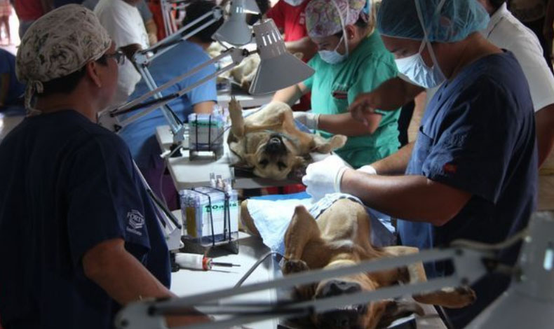 Este domingo: Jornada de esterilizacin a bajo costo