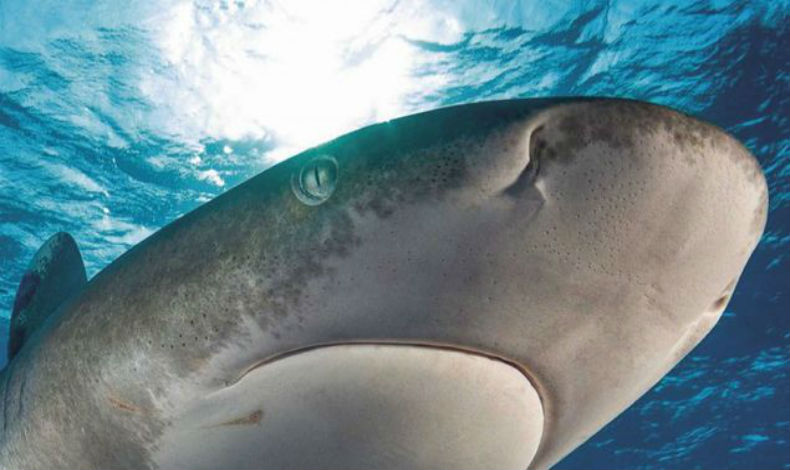 Ambientalistas preocupados por falta de datos sombre tiburones en Panam