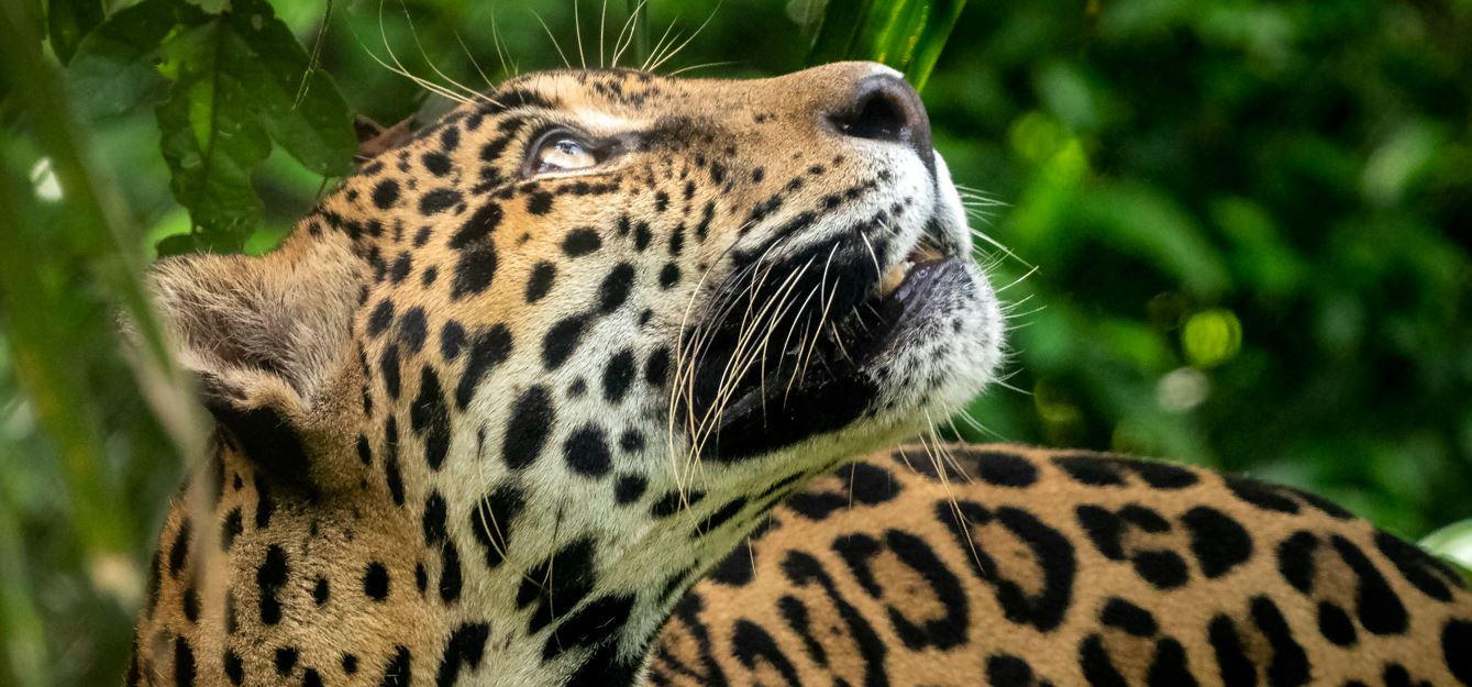 Felinos silvestres: los grandes guardianes del bosque panameo