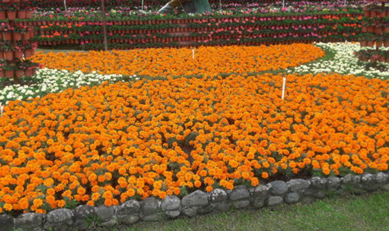 Hoy se inaugura la Feria de las Flores y del Caf