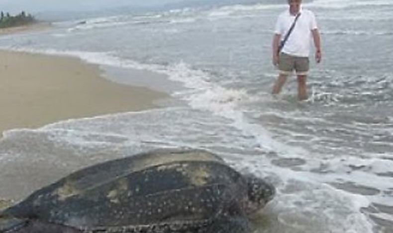 Festival de las tortugas marinas de Armila se postula a programa de la UNESCO