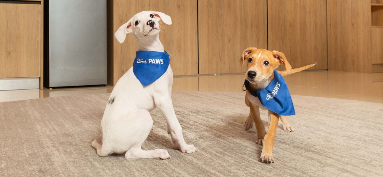 Ford Paws y el Club Amigos de los 4 Patas promueven medidas de seguridad para viajar de forma responsable con mascotas en vehculos