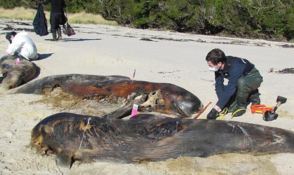 Forense de ballenas? Tambin existen y hacen una labor increble