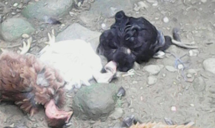 Mueren gallinas y pavos en Bocas del Toro