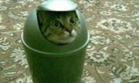 Gatos tecnolgicos espas entrenados por la CIA