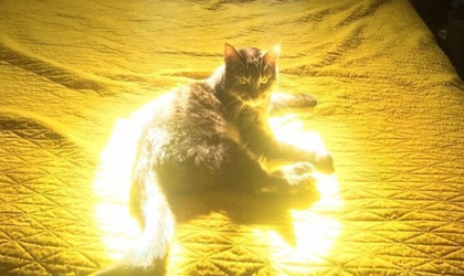 ¿Sabías que los gatos aman el sol?