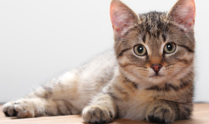 Gatos portadores de enfermedades peligrosas
