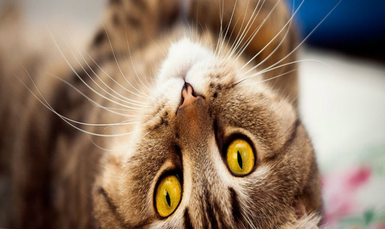Alimento artesanal para gatos una nueva alternativa