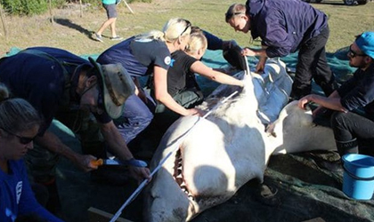 Hallan tiburones blancos desmembrados en playas de Sudfrica