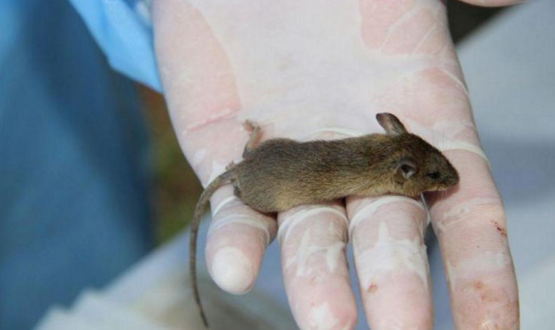 Diagnosticados dos nuevos casos de hantavirus