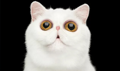 �Sab�as que los gatos tienen su propia 'marihuana'?