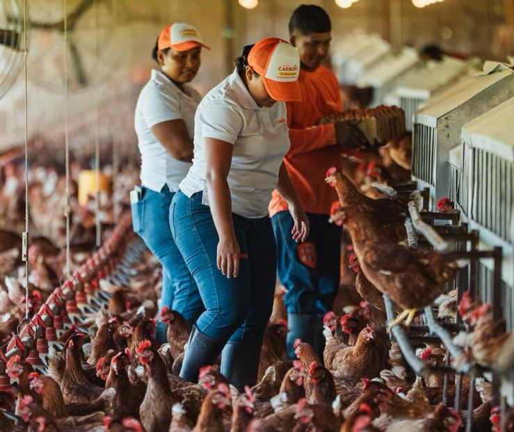 Panam� marca un hito en bienestar animal con los primeros huevos libres de jaula certificados por American Humane
