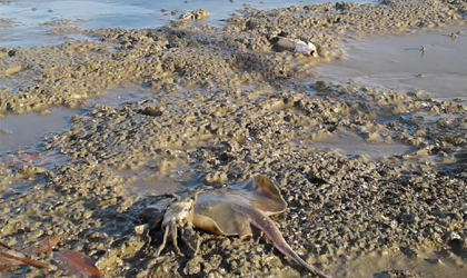 Se investiga muerte de especies marinas en Playa Bella y Las Tablas