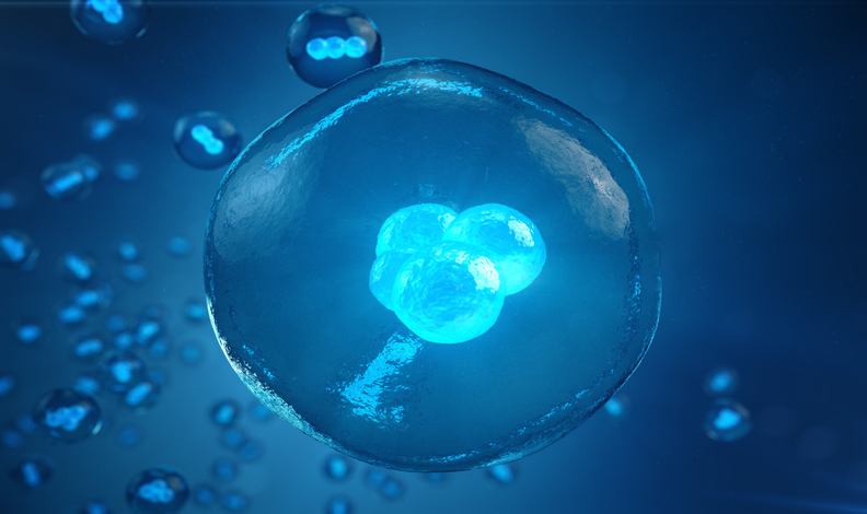 DuoStim reduce a la mitad el tiempo para conseguir un embrin sano