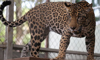 Jaguar panamea viajar a Estados Unidos