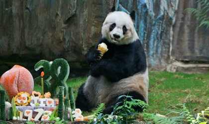 Muere la panda más anciana del mundo