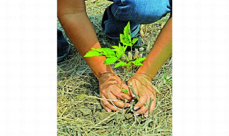 Realizan jornada masiva de reforestacin