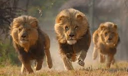 Los leones que devoraron 35 personas en Tsavo