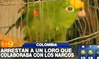 Ins�lito: Arrestan a Loro por c�mplice de Narcos