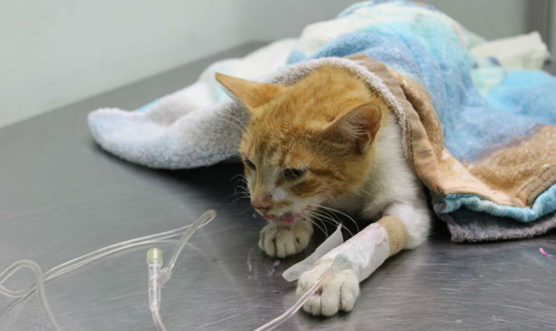 Comienzan a regir la pena de crcel por delito de maltrato animal