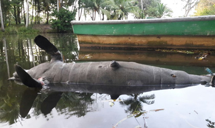 En ro San San fue hallado otro manat muerto