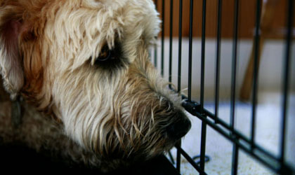 Se ha incrementado el n�mero de mascotas v�ctimas de maltratos y lesiones