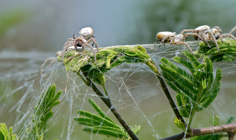 Matrifagia: descubre por qu estas cras de araa se comen a su madre