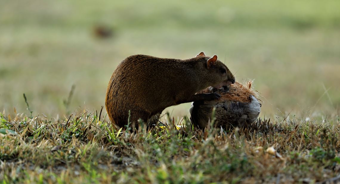 Panam es un refugio de vida silvestre nica e inigualable