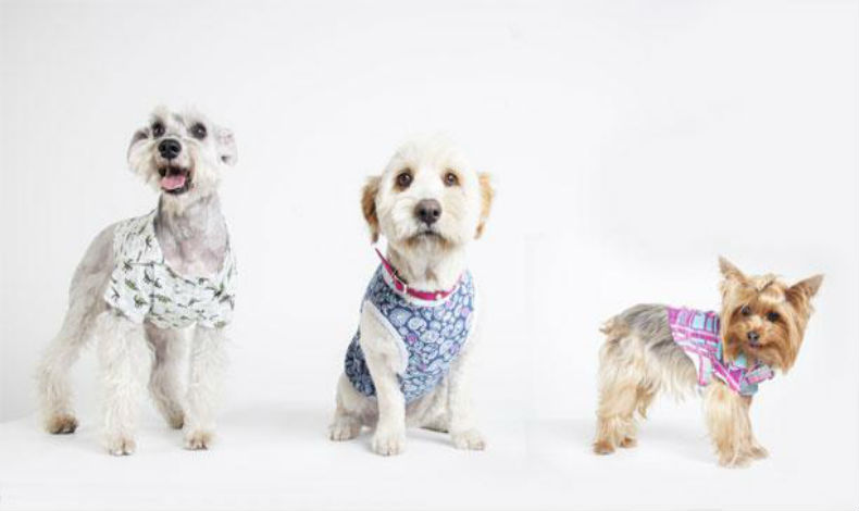 Mascotas a la moda