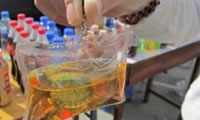 La nueva moda en China: Tortugas y peces vivos en llaveros